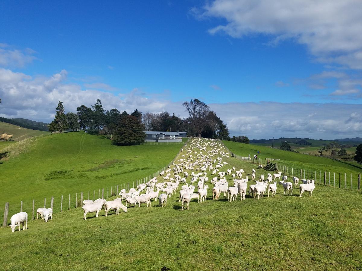 New Smart Home Nearby Plaza Auckland Exterior foto